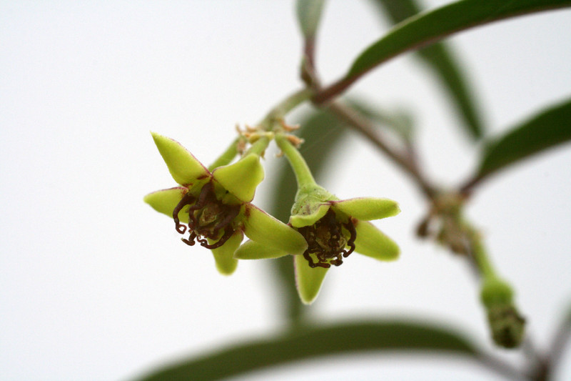 raphionacme zeyheri 1190