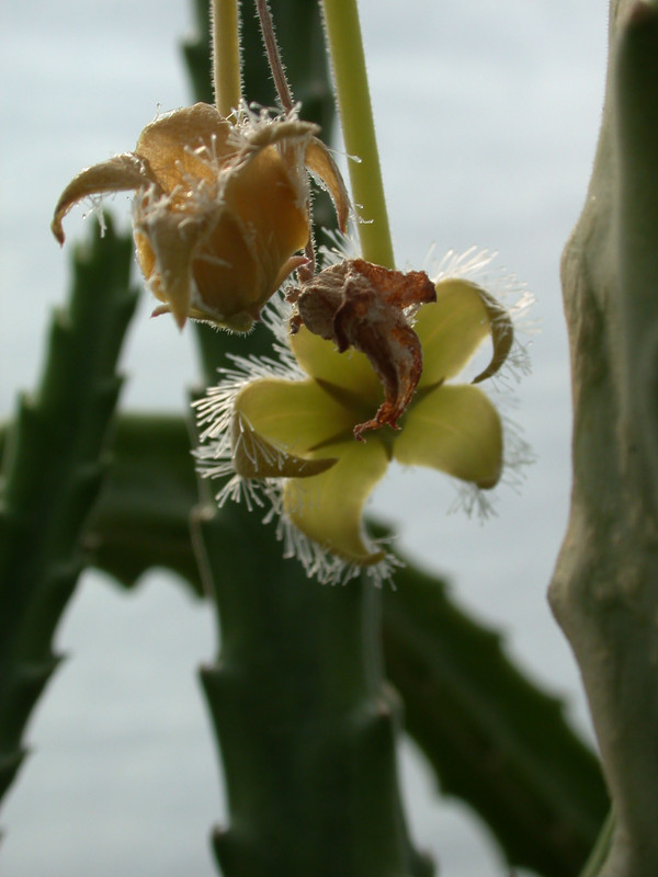 stapelia glanduliflora clanwilliam 01