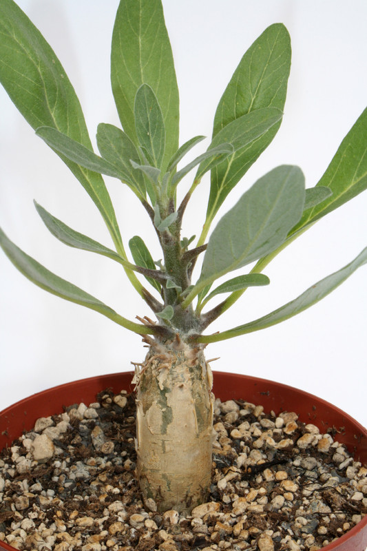 sesamothamnus guerichii 4030