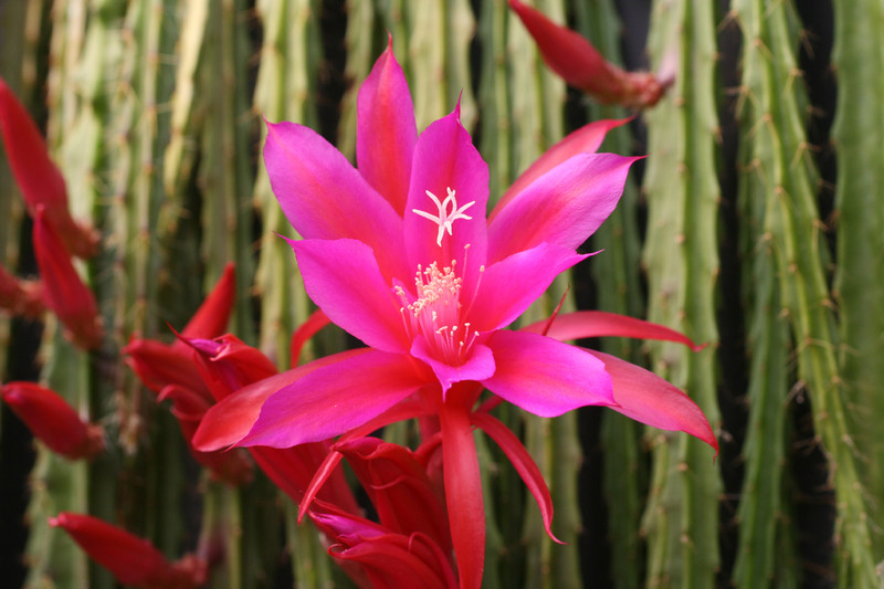 aporocactus blaze 1844