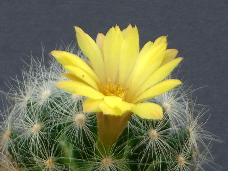 mammillaria baumii 0286