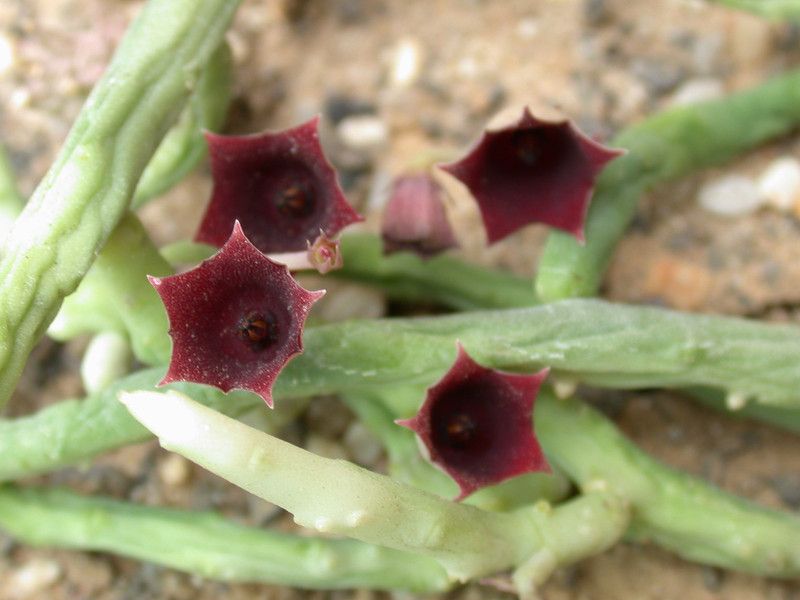 huernia pendula 03