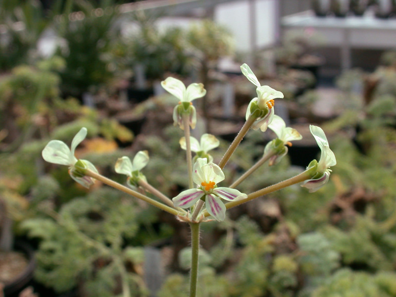 pelargonium pulverulentum es 10169 01