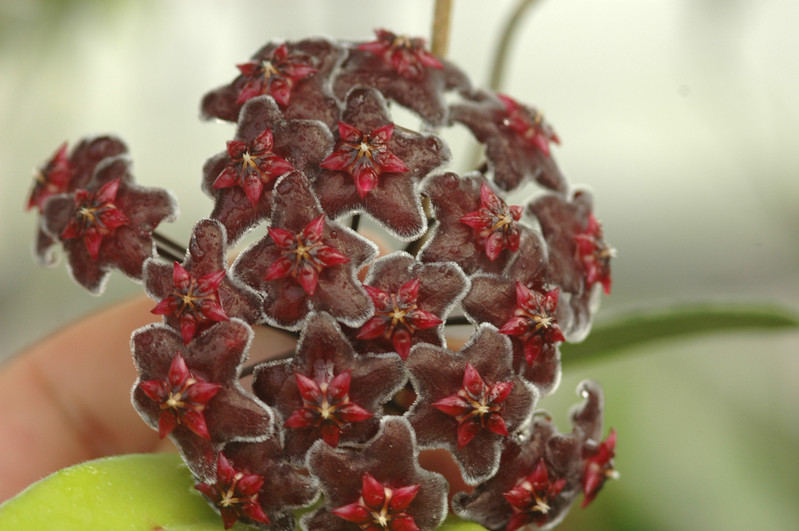 hoya pubicalyx red button 02
