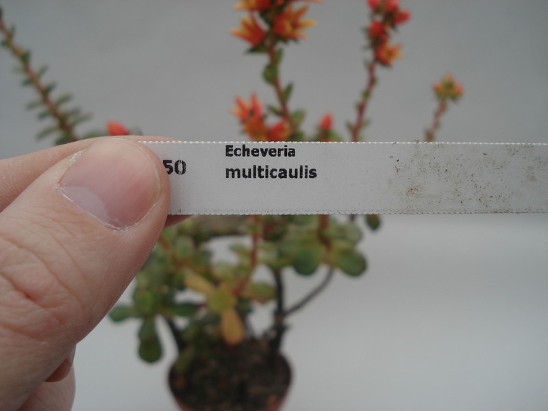 echeveria multicaulis 8400