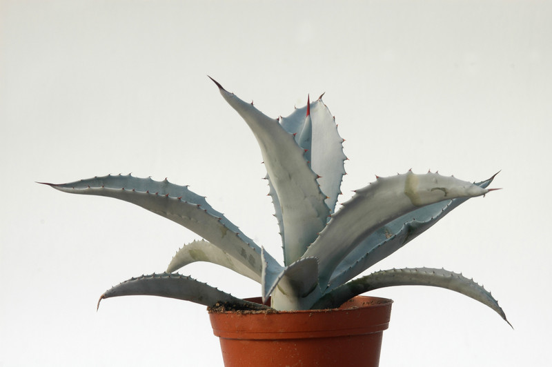 agave desertii simplex 8470