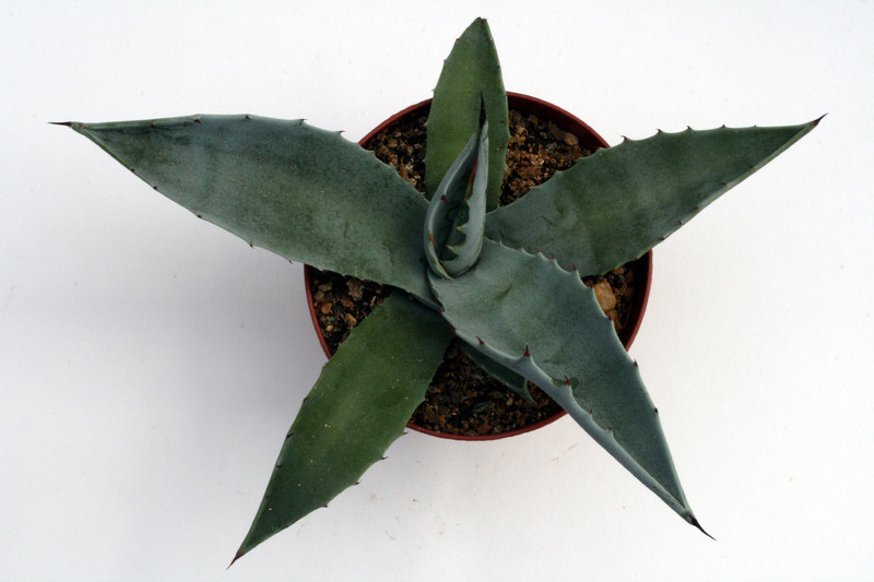 agave desertii apache trail az 0175