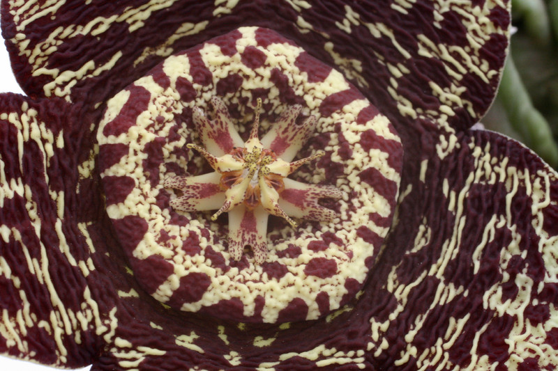 orbea variegata dunkle bluete 9330