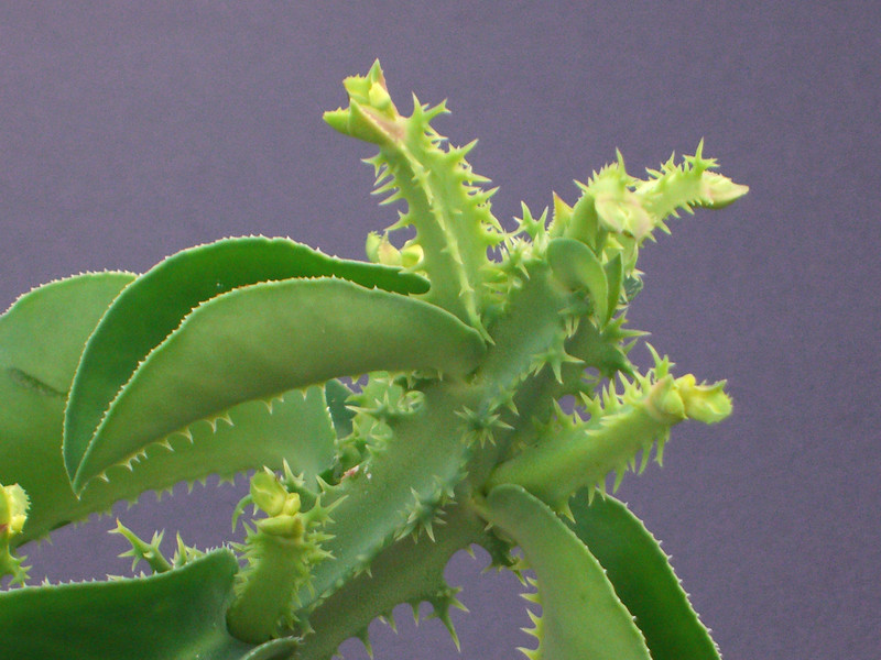 monadenium magnificum 1393