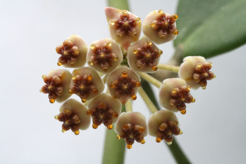 hoya kerrii 4061