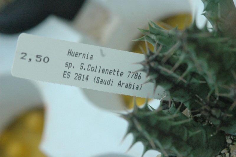 huernia sp S.Collenette es2814 09