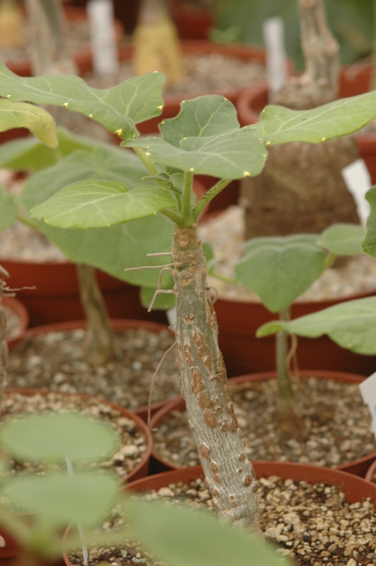 uncarina abbreviata 1102