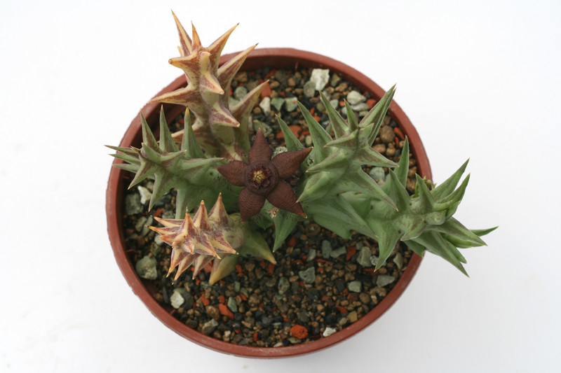 orbea semola orientalis dp8919 6443