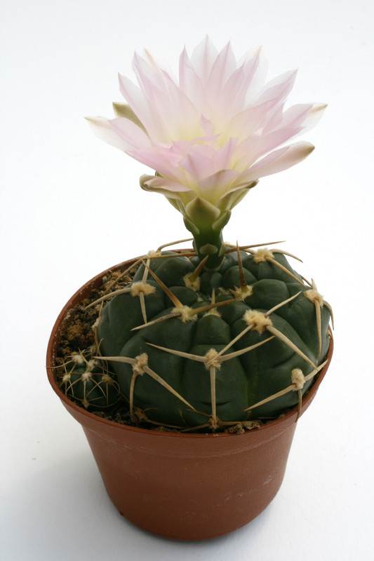 gymnocalycium uruguayense roseiflorum ib655 0121