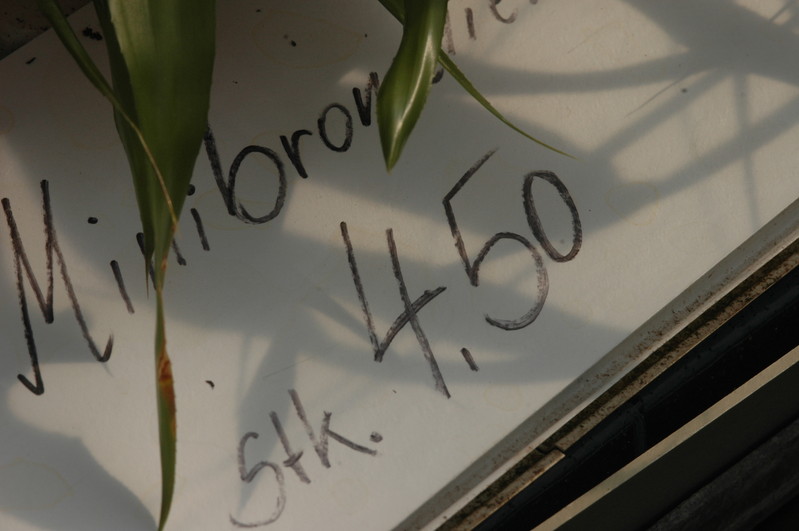bromelien mini 1158
