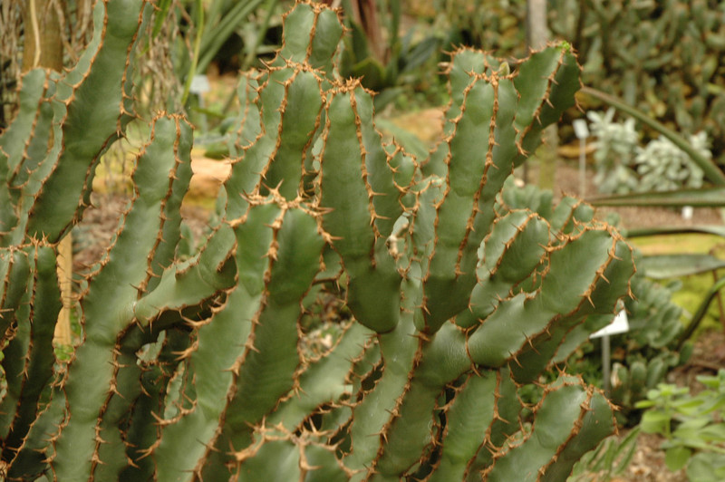 euphorbia coerulescens 01
