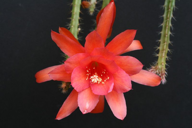 aporocactus nayla 1156