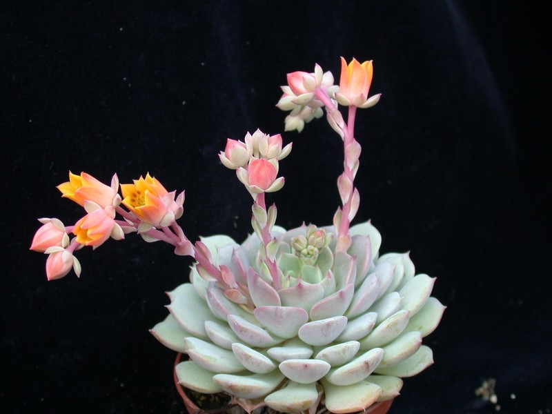 echeveria sonnenstrahl 03