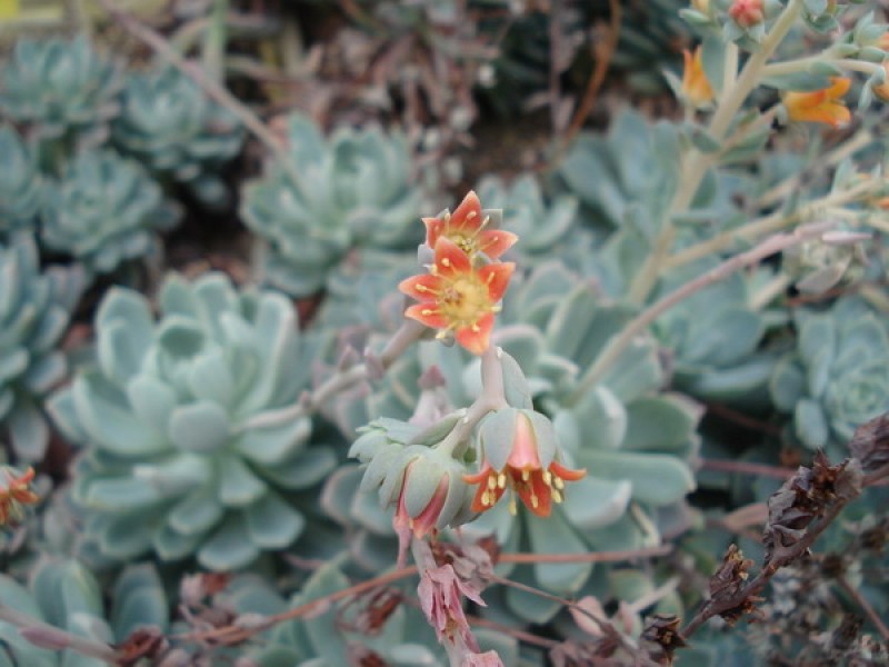 echeveria howeyi 06