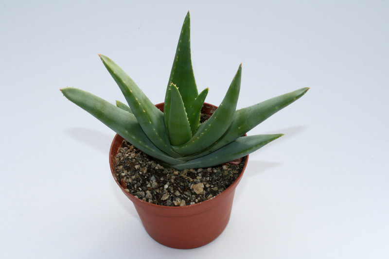 aloe krapohliana 6668