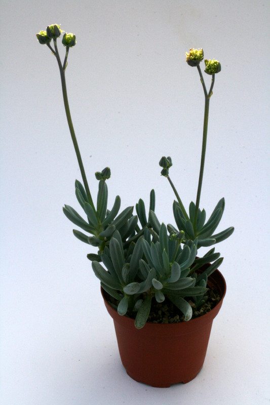 senecio serpens 0877