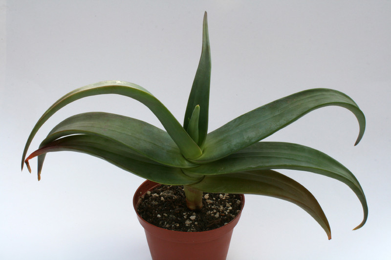 aloe collenetteae 6656