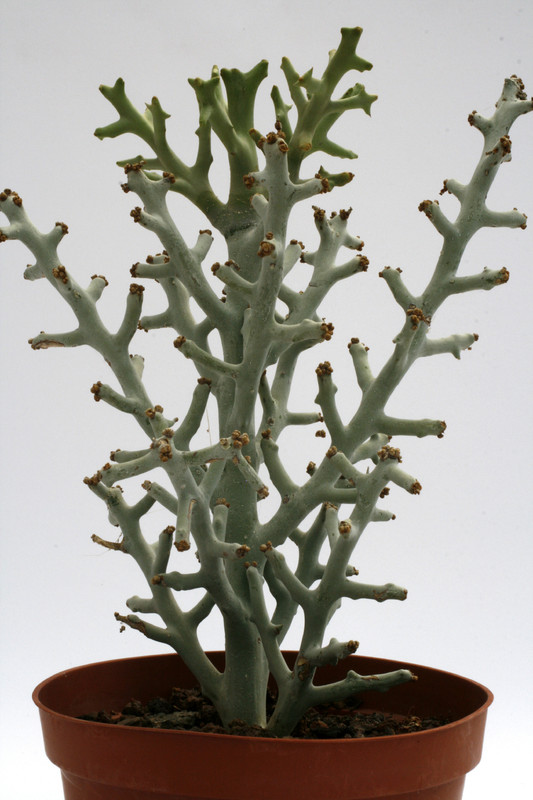 euphorbia ctenoclada 0598