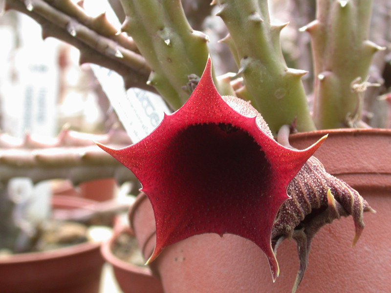 huernia keniensis01