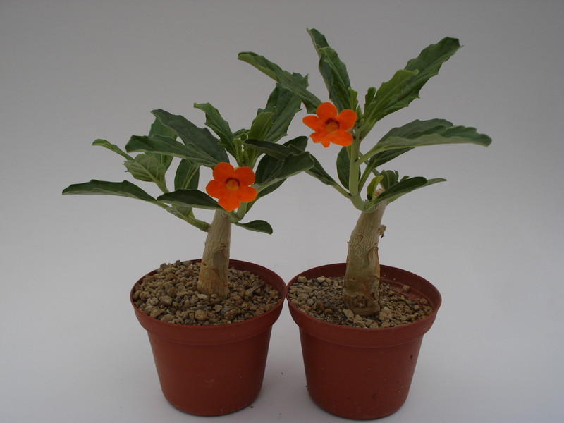 pterodiscus aurantiacus 659