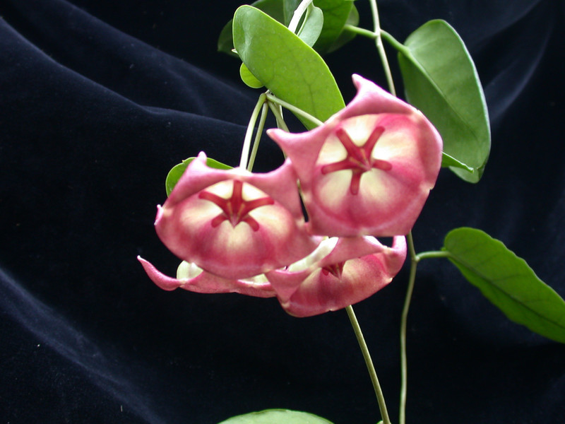 hoya archboldiana 01