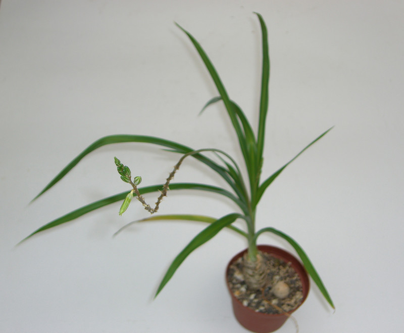 trachyanthus soeltii 1927