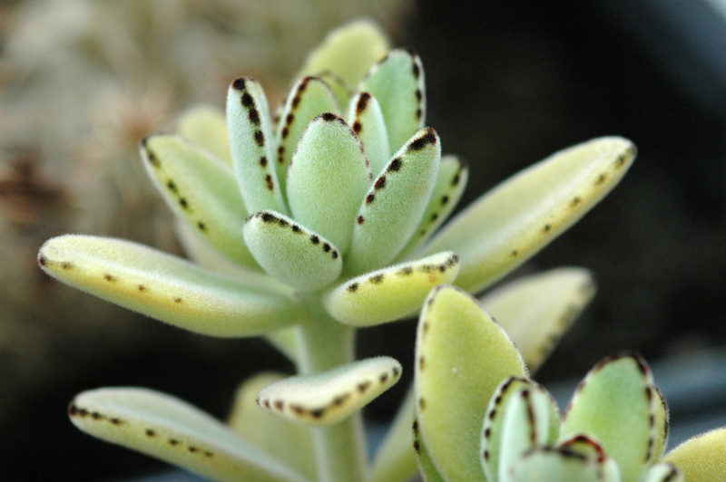kalanchoe tomentosa 03