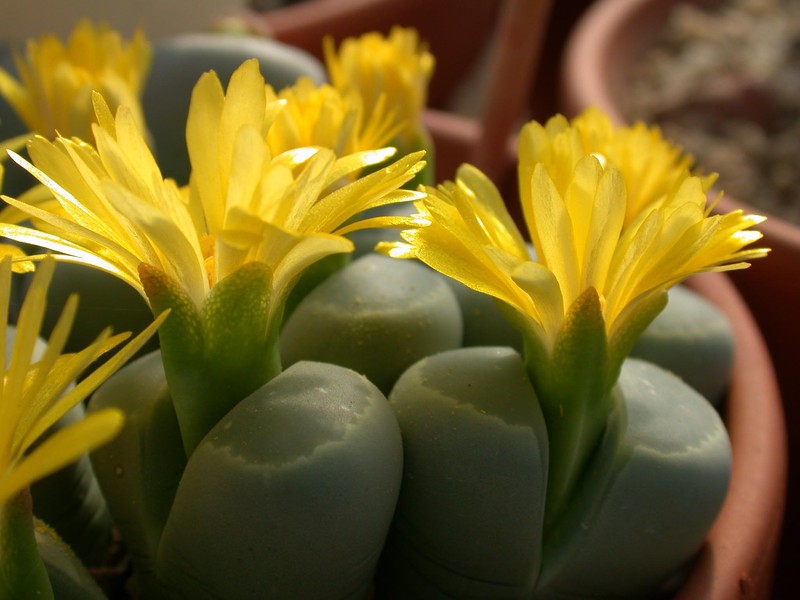 lithops olivacea 03