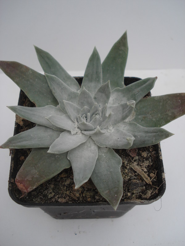 dudleya cymosa orange flower