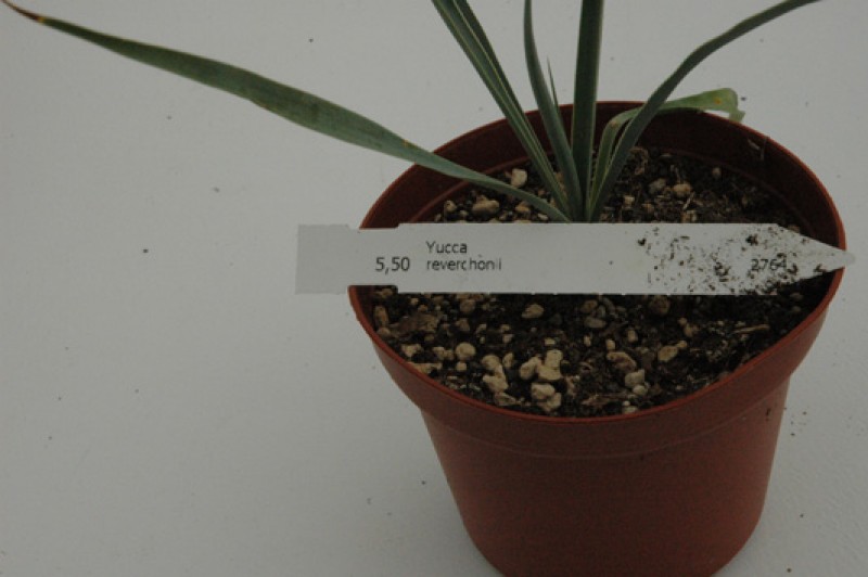 yucca reverchonii 05
