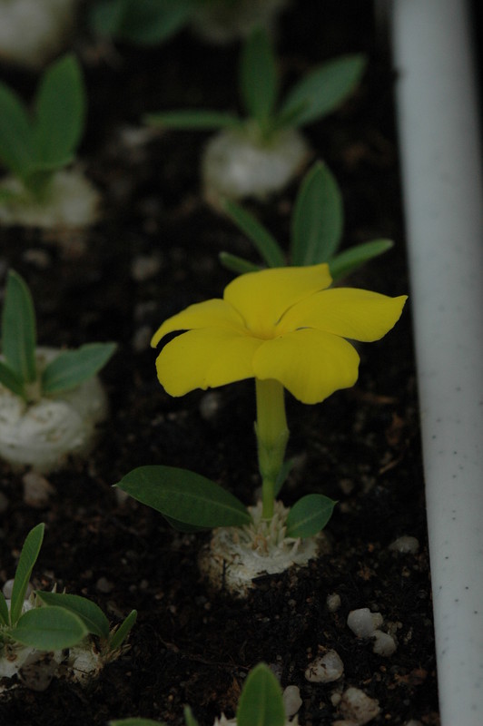 pachypodium brevicaule 002