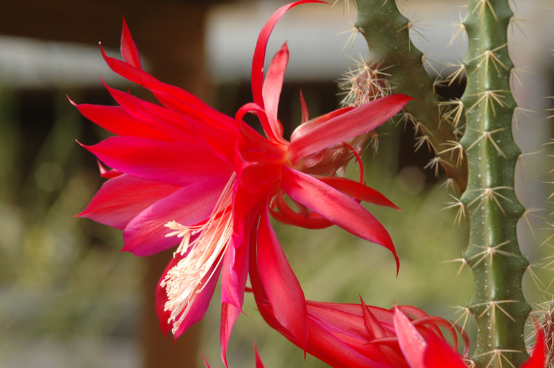 aporocactus lucifer paetz 0554