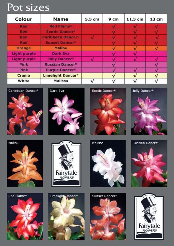 schlumbergera fall winter 2007