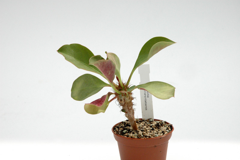 euphorbia capmanombatensis 02