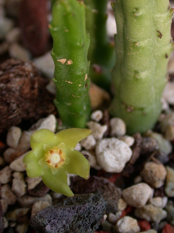 stapelia divaricata es3334 3750