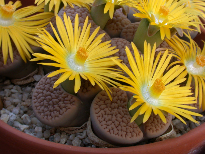 lithops hookeri vermiculata c23 01