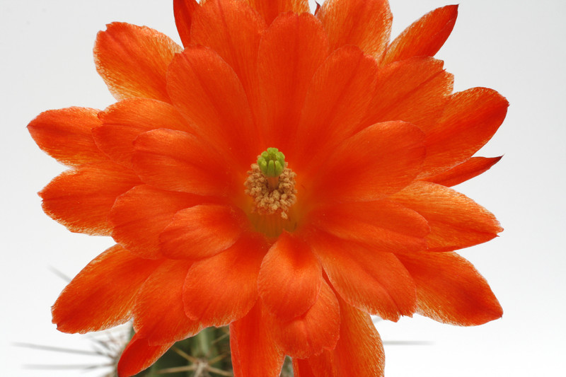 echinocereus acifer sombrerete 9973