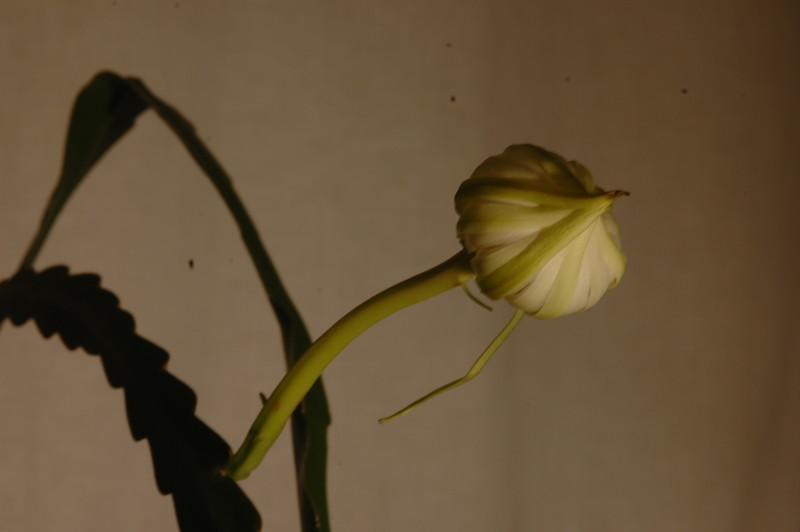 epiphyllum pumilum phasen 2281