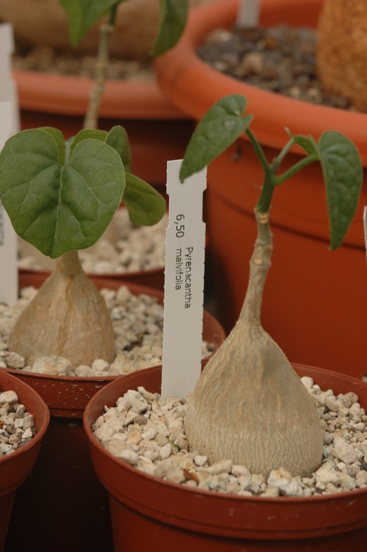 pyrenacantha malvifolia 1128