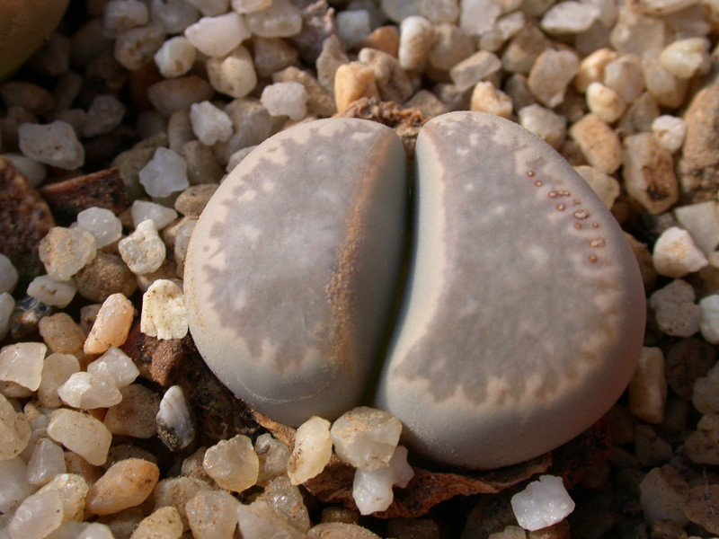 lithops marmorate elisae 01