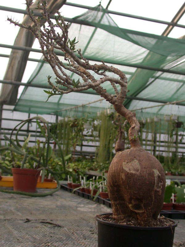 pachypodium bispinosum 02