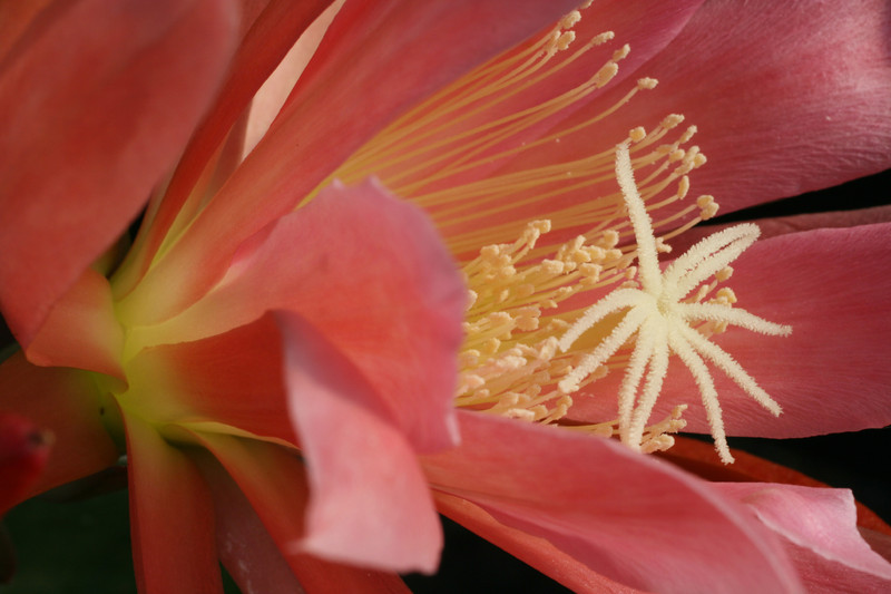 eh flirtation 6540 2012