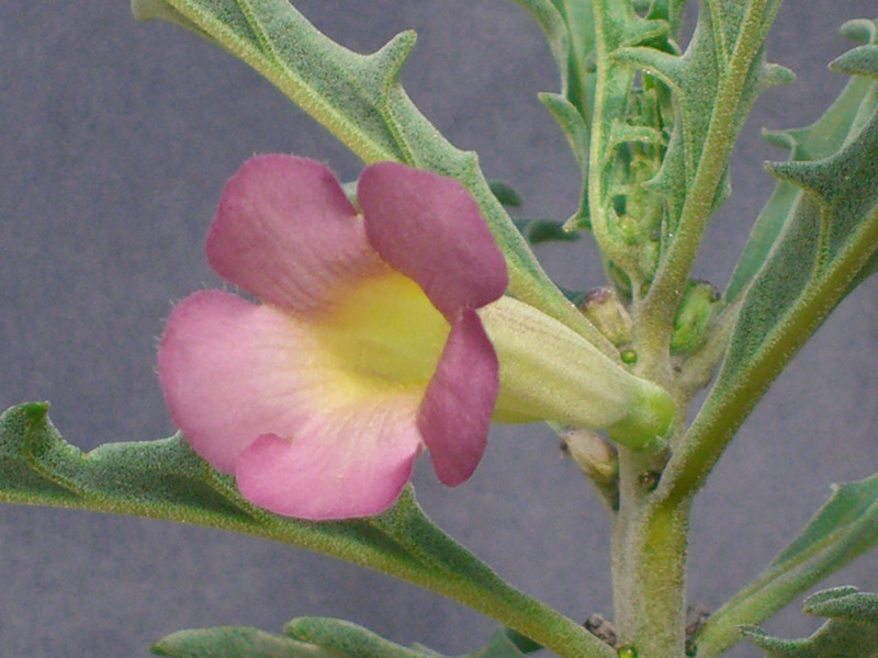 pterodiscus luridus 0151