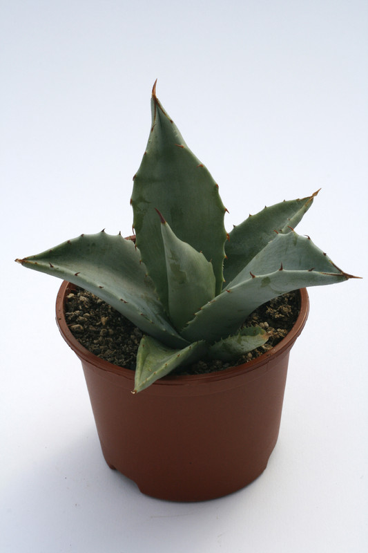agave vizcainoensis vizcaino 7845
