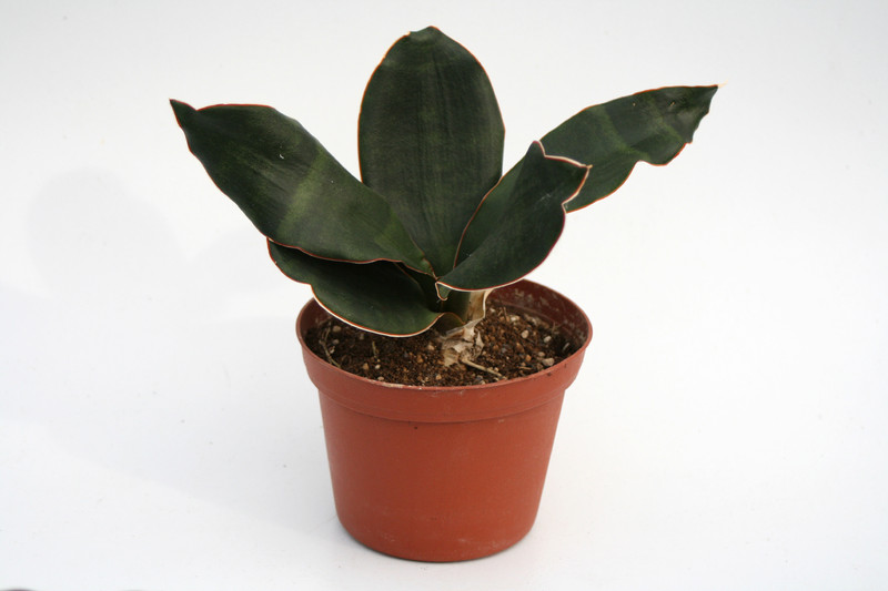 sansevieria hyacinthoides 5741